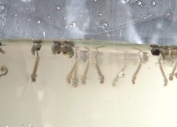 ES tem mais de 8 mil casos de dengue notificados em 2019