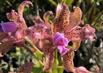 Orquídeas extraídas de unidade de conservação no ES são apreendidas