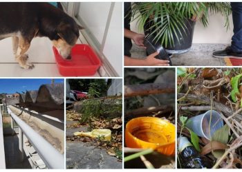 Dengue: Se você não eliminar os focos, o mosquito aparece