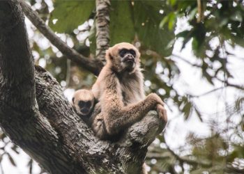 Pesquisadores do ES criam software para atualizar lista de espécies ameaçadas de extinção