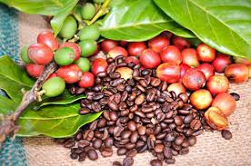 Cotação do Café (27/06)