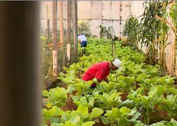 Ressocialização: Detentos trabalham em horta que faz doações a instituições em Colatina
