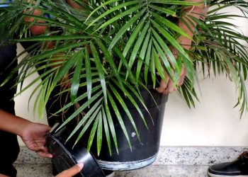 Medidas simples auxiliam no combate à dengue