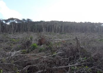 Idaf identifica área de desmatamento em Itaguaçu