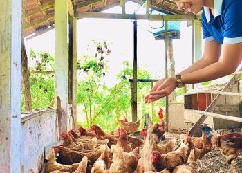 Escola Rural de Tempo Integral em Vila Pavão prepara alunos para mercado agropecuário