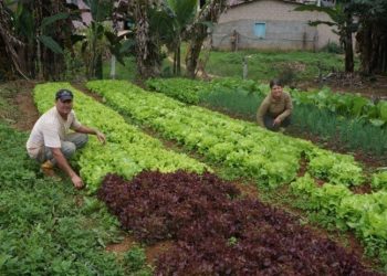 Atendimento remoto do Incaper preserva os agricultores capixabas