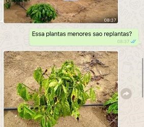 Incaper atende produtor remotamente em tempos de quarentena