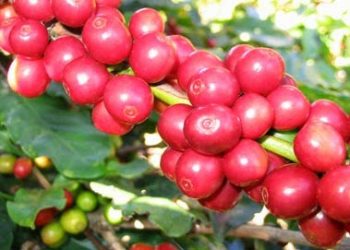 Cotação do Café (23/03)