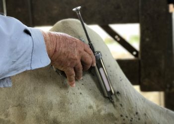 Idaf: 1ª etapa de vacinação contra febre aftosa começa nesta sexta-feira (01)
