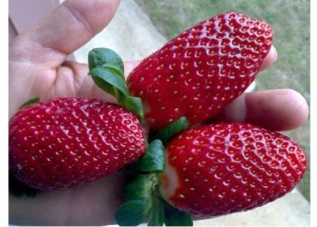 Incaper faz experiência com cultivo orgânico de morango em Montanha