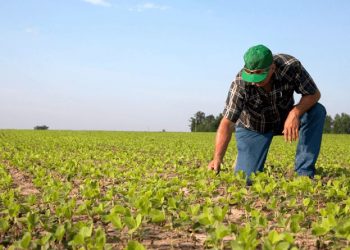 Distanciamento social: melhor opção para produtor rural e pescador é utilizar a NFA-e