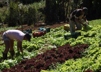 Produtores de alimentos orgânicos entregam encomendas em casa