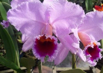 Agricultores capixabas fazem entrega de flores para o Dia das Mães
