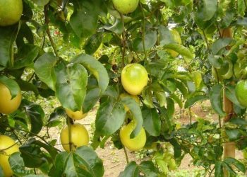 Seag e Incaper realizam capacitação on-line sobre cultivo do maracujá