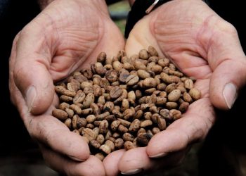 Cafeicultores do norte capixaba recebem sementes do conilon Conquista