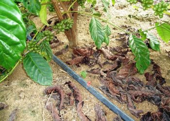 Nitrato de amônio na agricultura: uso do fertilizante não oferece perigo