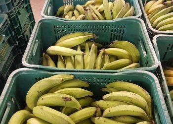 Gêneros alimentícios da agricultura familiar compõem cestas básicas para alunos da Rede Estadual