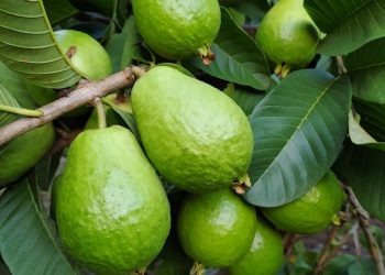 Incaper oferece capacitação on-line sobre cultivo de goiaba