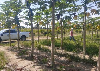 Controle do mosaico e da meleira do mamão continua em Linhares e região