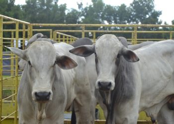 Feira Touros Pró-genética do Espírito Santo tem primeira edição virtual