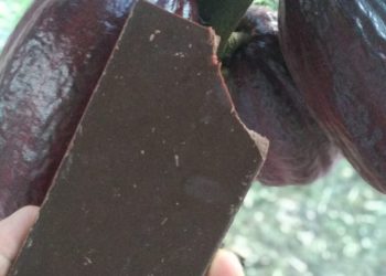 Espírito Santo já conta com 24 marcas de chocolate
