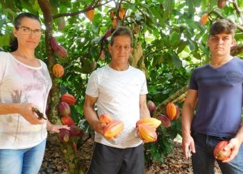 Cultivo de cacau e produção de chocolate pelas mesmas mãos