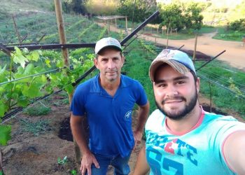 Diversificação com cultura da uva aumenta renda de famílias em Governador Lindenberg