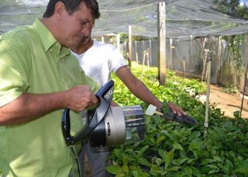 Tese aborda avaliação de cortes e dimensões de estacas clonais em conilon