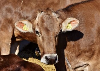 Idaf alerta para 2ª etapa de vacinação contra febre aftosa