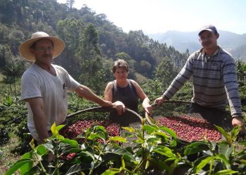 Café de Brejetuba tem crescimento de 250% na produção com adoção de práticas sustentáveis
