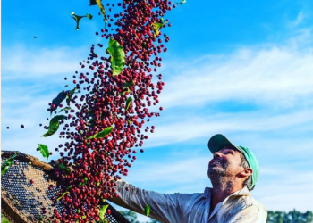 Café arábica do Caparaó conquista selo de Indicação Geográfica