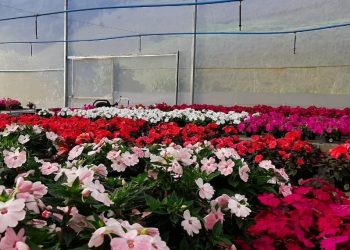 Incaper realiza webinário sobre criatividade na floricultura para superar impacto da pandemia