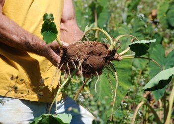 Fungo inédito no inhame e na samambaia é descoberto por pesquisadores do Incaper