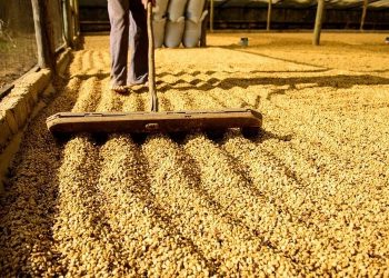 Em seis meses, Sefaz emite mais de R$ 155 milhões em multas para setor cafeeiro