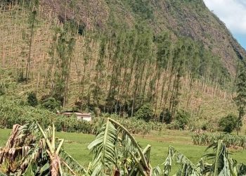 Sistema agrícola realiza levantamento de perdas na agricultura após chuva de granizo