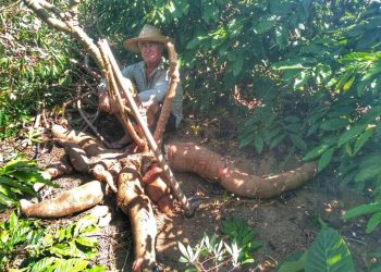 Agricultor é destaque em Vila Pavão após colher mandioca de 64 quilos
