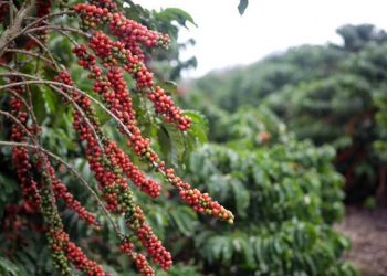 Selo de Indicação Geográfica é concedido ao Café Montanhas do Espírito Santo