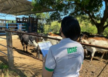 Idaf acompanha vacinação contra a febre aftosa e orienta alunos, em fazenda na Serra