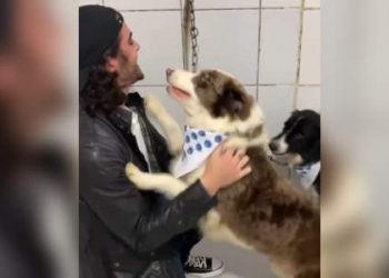 Acusado de abandono, Fiuk pega de volta cachorros deixados em abrigo