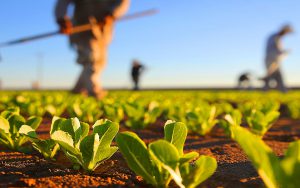 ES lidera a produção de oito produtos do agro no Brasil
