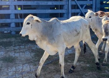 Produtores capixabas devem vacinar seu rebanho contra a brucelose