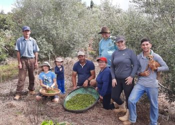 Espírito Santo terá primeiro azeite produzido em terras capixabas