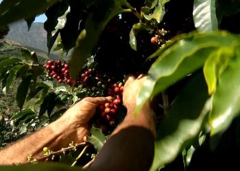 Guerra na Ucrânia: impactos no agronegócio do ES serão debatidos no 2º Encontro Agro Business