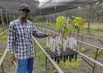 Agricultores de Pedro Canário participam de treinamento para enxertia de cacaueiro