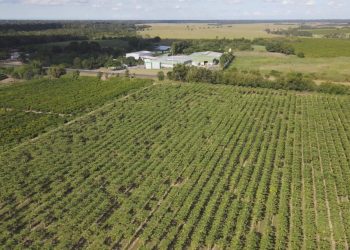 Destaque nacional na produção de cacau e mamão, Linhares diversifica a produção de frutas