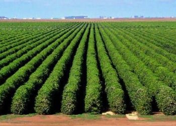 Legumes e verduras mais que dobram de preço confira os itens que mais subiram