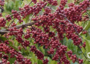Espírito Santo é o maior produtor de Café Conilon do Brasil