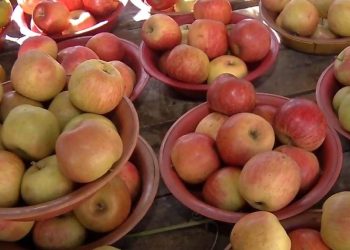 Reflexo dos combustíveis: preço das frutas da estação aumenta até 300% em 2 anos no ES