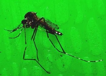 Combate ao Aedes aegypti precisa ser mantido mesmo nos dias de Inverno