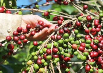 Lideranças se reúnem para debater o mercado do café em Vitória